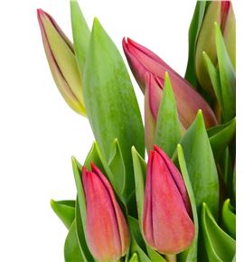 Tulipan red gold 40 - TULSTRLOVH