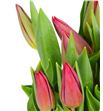 Tulipan red gold 40 - TULSTRLOVH1