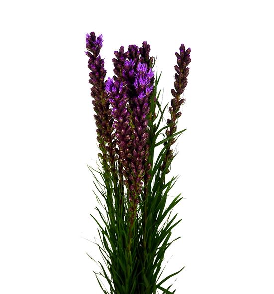 Liatrix callilepis 70 - LIACAL
