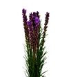 Liatrix callilepis 70 - LIACAL