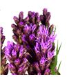Liatrix callilepis 70 - LIACAL1