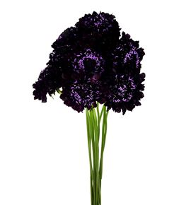 Scabiosa blackberry scoop 60 - SCABLASCO