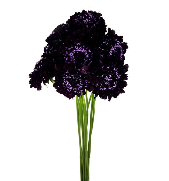 Scabiosa blackberry scoop 60 - SCABLASCO