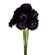 Scabiosa blackberry scoop 60 - SCABLASCO