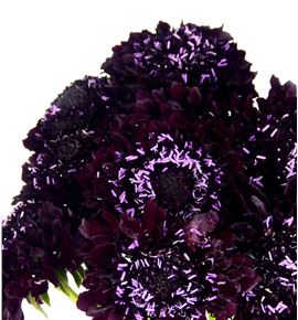 Scabiosa blackberry scoop 60 - SCABLASCO