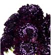 Scabiosa blackberry scoop 60 - SCABLASCO1