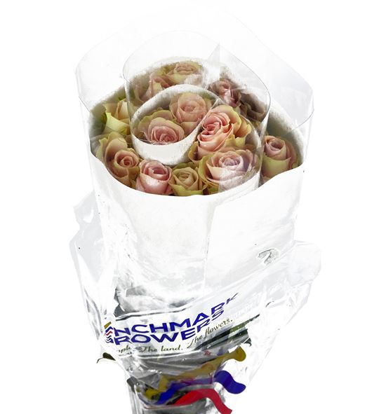 Rosa col blessing 50 benchmark - RCBLEB