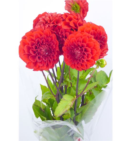 Dahlia red cap 50 - DAHREDCAP