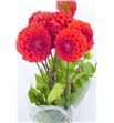Dahlia red cap 50 - DAHREDCAP