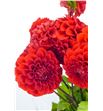 Dahlia red cap 50 - DAHREDCAP1