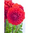 Dahlia red cap 50 - DAHREDCAP2