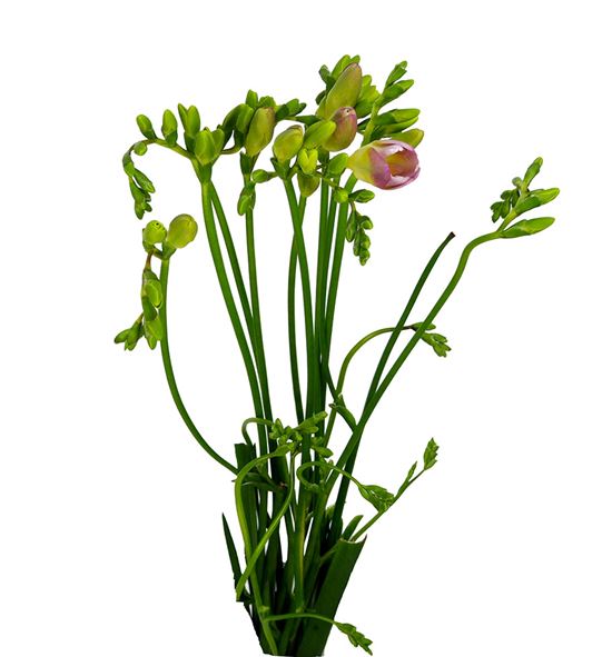 Fresia monaco 50 - FREMON