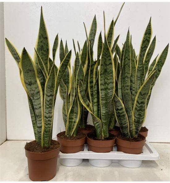Pl. sanseveria laurentis 75cm x6 - SANLAU61775