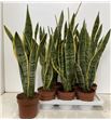 Pl. sanseveria laurentis 75cm x6 - SANLAU61775