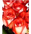 Rosa hol blush 50 - RGRBLUS1