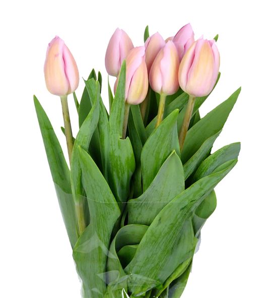 Tulipan nac rosalie - TULROS