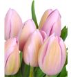 Tulipan nac rosalie - TULROS1