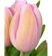 Tulipan nac rosalie - TULROS2