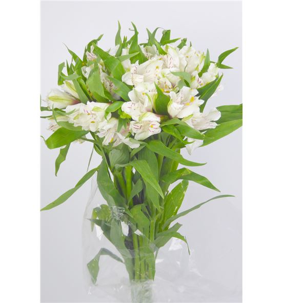 Alstroemeria ecu blanca - ALSEBLA