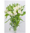 Alstroemeria ecu blanca - ALSEBLA