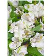 Alstroemeria ecu blanca - ALSEBLA1