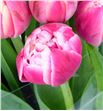 Tulipan nac columbus - TULCOL2