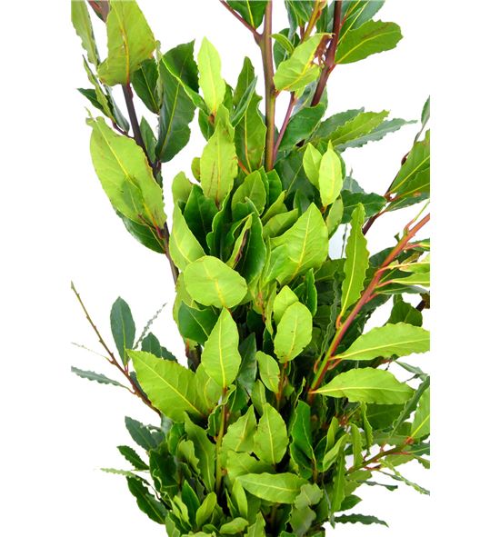 Laurel verde - LAU