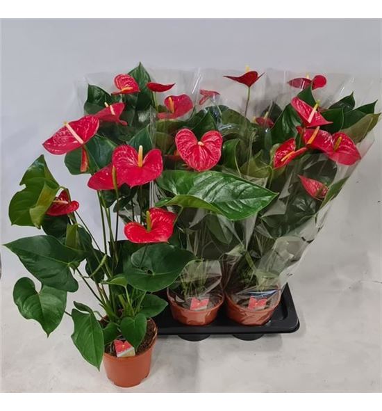 Pl. anthurium red winner x6 75cm - ANTREDWIN61775