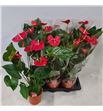 Pl. anthurium red winner x6 75cm - ANTREDWIN61775