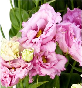 Lisianthus alissa light pink 75 - LISALILIGPIN