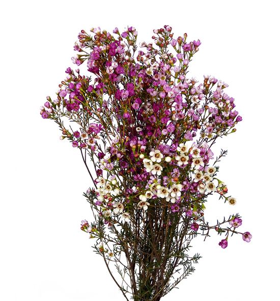 Flor de cera bicolor - FLOCERBIC