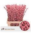 Salix snowflake rosa claro 60 - SALSNOROSCLA