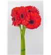 Gerbera forza - GERFOR
