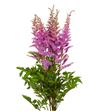 Astilbe amethyst 70 - ASTAME