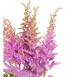 Astilbe amethyst 70 - ASTAME1