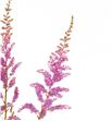 Astilbe amethyst 70 - ASTAME2