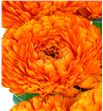 Calendula naranja 45 - CALNAR2