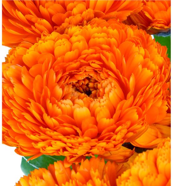 Calendula naranja 45