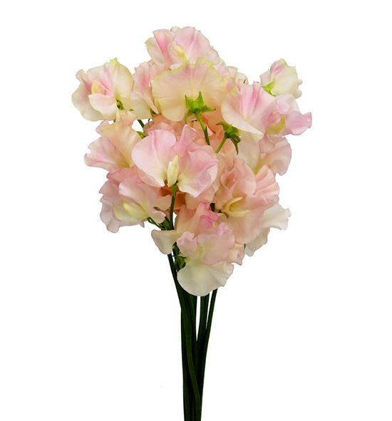 Lathyrus romance salmon 45 - LATROMSAL