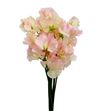 Lathyrus romance salmon 45 - LATROMSAL