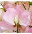 Lathyrus romance salmon 45 - LATROMSAL1