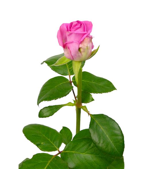 Rosa aqua 50 - RAQU