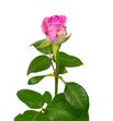 Rosa aqua 50 - RAQU