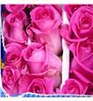 Rosa col daria 60 - RCDAR1