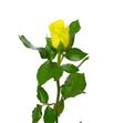 Rosa amarilla 60 - RAMA