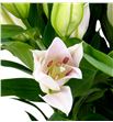 Lilium oriental hol homerus 100 - LOHHOM1
