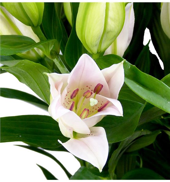 Lilium oriental hol homerus 100