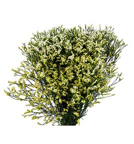 Limonium cool diamond 70 - LIMCOODIA