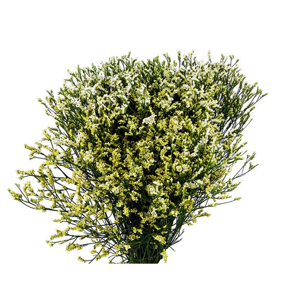 Limonium cool diamond 70 - LIMCOODIA