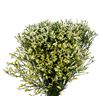 Limonium cool diamond 70 - LIMCOODIA